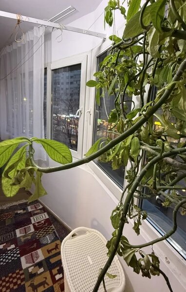 Pantelimon, langa Mega Mall,